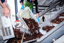 國聯水產湖南首個小龍蝦加工廠開業