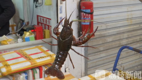 報(bào)告 2000斤湖北龍蝦已到達(dá)南京 吃貨們準(zhǔn)備好了嗎